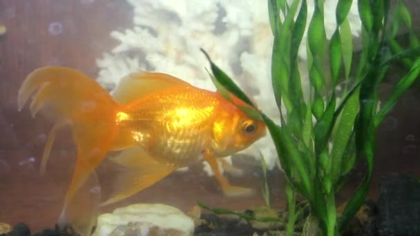 Close Goldfish Carassius Auratus Aquarium Green Plants — Video Stock