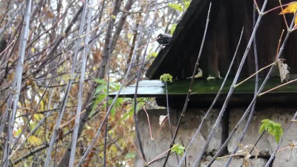 Close Attic Old Abandoned Barn Ukrainian Village Autumnal Rainy Day — Stok video