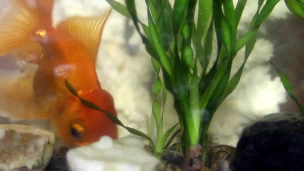 Close Goldfish Carassius Auratus Aquarium Green Plants — Vídeo de Stock