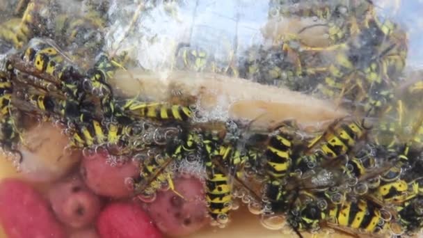 Close Many Wasps Jar Syrup Handmade Wasp Trap — Video Stock