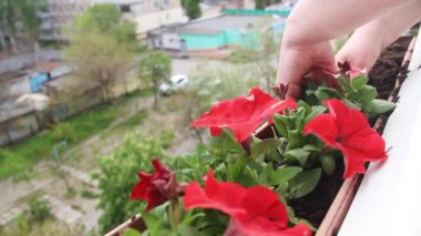 close-up of the process of planting red petunia flowers on the balcony
