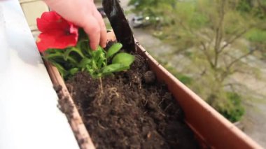 Kırmızı petunya çiçeklerini balkona dikme işleminin (4 bölümün 4 'ü) yakın plan görüntüsü)