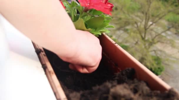 Close Process Planting Red Petunia Flowers Balcony Part — Stock Video