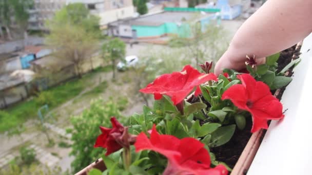 Close Process Planting Red Petunia Flowers Balcony — Stock video
