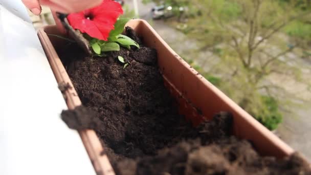 Close Process Planting Red Petunia Flowers Balcony Part — Αρχείο Βίντεο