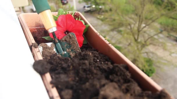 Kırmızı Petunya Çiçeklerini Balkona Dikme Işleminin Bölümün Yakın Plan — Stok video