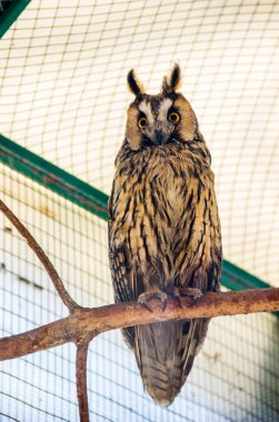 Hayvanat bahçesindeki kafeste büyük boynuzlu baykuşun (bubo virginianus) yakın çekimi.