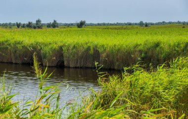 Ukrayna 'da geniş bir kamış bataklığı Tuna deltasının bir kısmı, Odessa bölgesi, Ukrayna