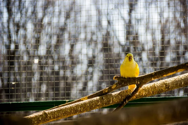 Yellow Parrot Cage Zoo — Stock Photo, Image