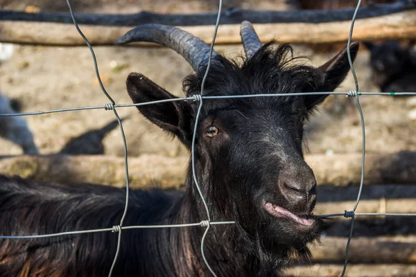 Close Black Goat Looking Iron Fence — Photo