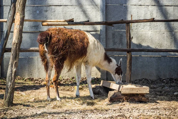 Close White Brown Llama Zoo — Photo