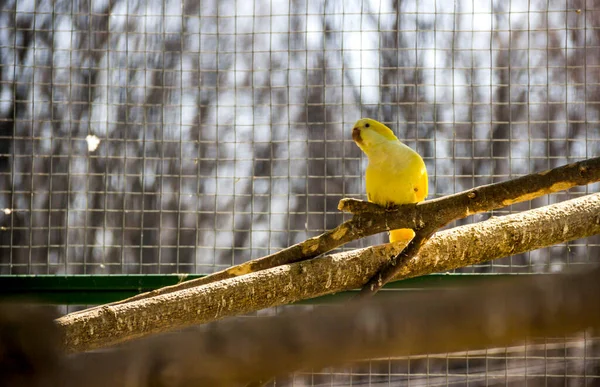 Жовтий Папуга Клітці Зоопарку — стокове фото