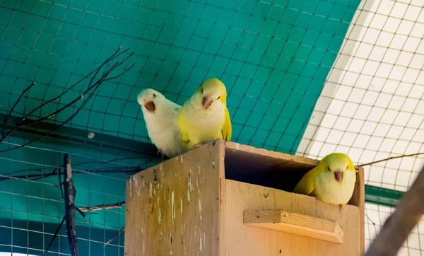 Yellow Parrots Cage Zoo — Stock Photo, Image