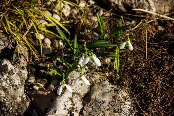 Close White Flowers Blooming Snowdrop Galanthus Nivalis City Park — стоковое фото