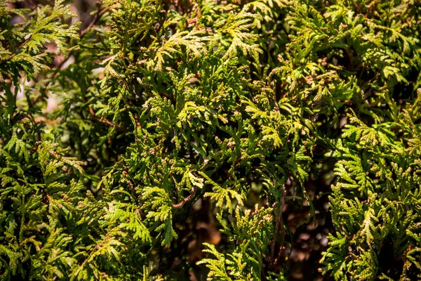 Close Green Thuja Occidentalis White Cedar — Stockfoto
