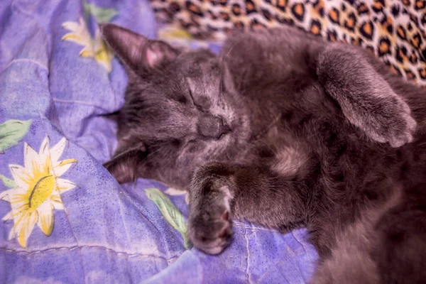 Close Cute Small Sleeping Grey Kitten Portrait — Stock Photo, Image