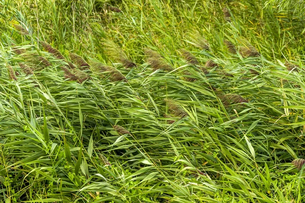 Green Reed Marshland Wind Textured Background — Stock Photo, Image