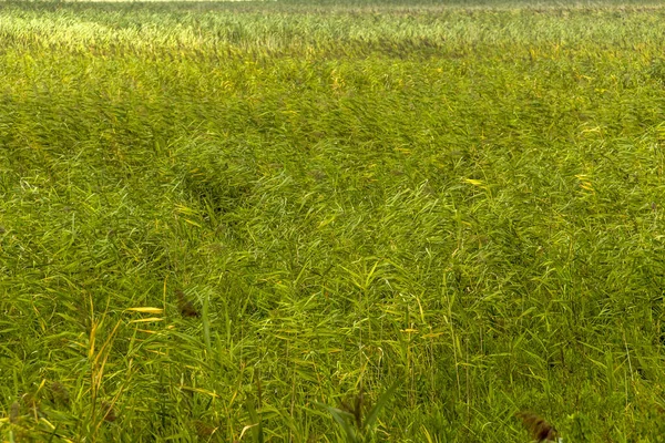 Green Reed Marshland Wind Textured Background —  Fotos de Stock