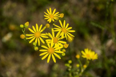 Çayırda çiçek açan sarı turp çiçeklerinin (jacobaea vulgaris) yakın çekimi.