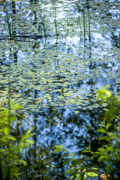 Close Surface Still Small Pond Forest Many Flowing Falling Leaves — Stockfoto