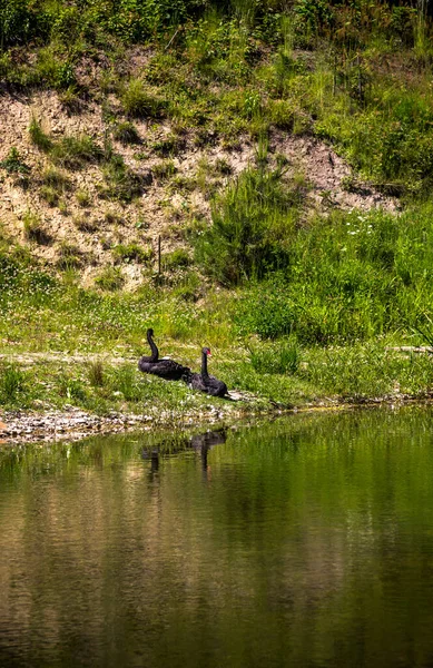 Two Black Swans Cygnus Atratus Pond — Photo