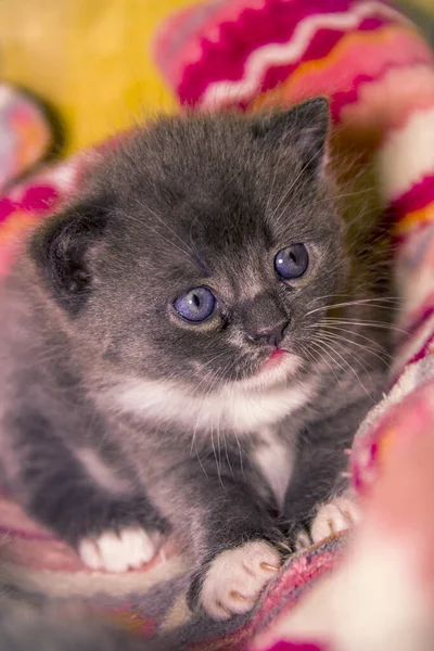 Close Cute Small Grey White Kitten — Photo