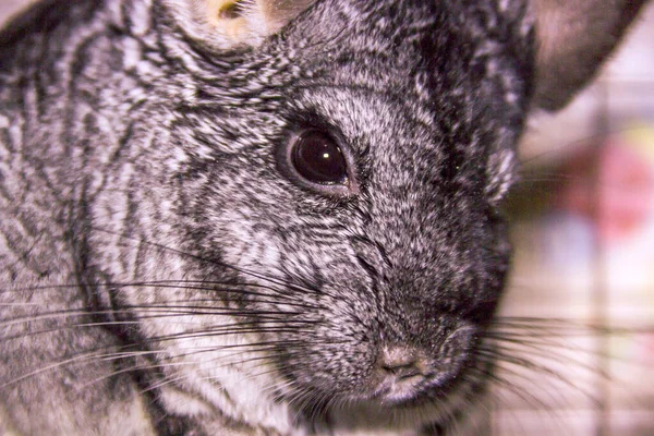 Close Portrait Grey Chinchilla — Fotografia de Stock