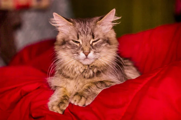 Close Grey Female Cat Portrait — Stock Photo, Image