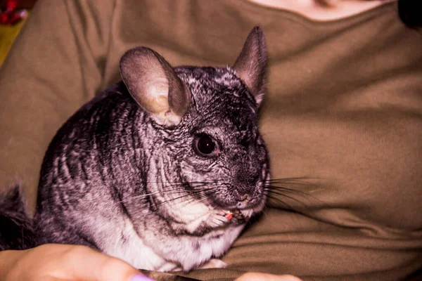 Close Grey Chinchilla Eat Peanut Human Hand —  Fotos de Stock