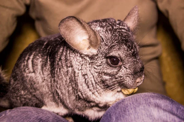 Close Grey Chinchilla Eat Peanut Human Hand —  Fotos de Stock