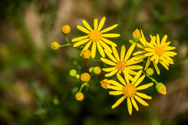 Close Blossoming Yellow Flowers Ragwort Jacobaea Vulgaris Meadow — Stockfoto