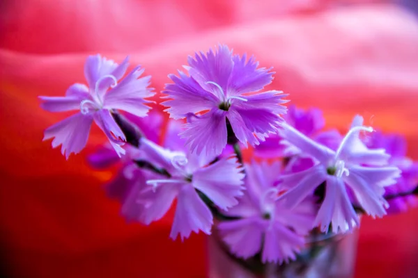 Zblízka Fialové Květy Dřevěné Růžové Dianthus Sylvestris Skle — Stock fotografie