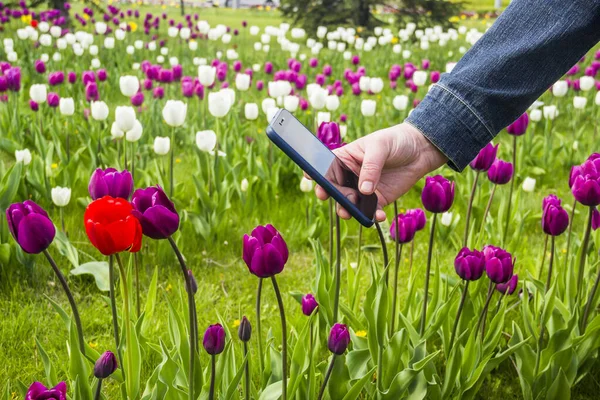 Close Hand Woman Shooting Red Tulip Flower Purple Tulips — стоковое фото