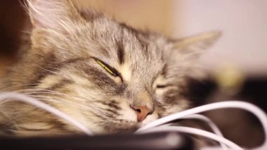 bilgisayar sistem örneğini oturan iri sarı gözlü gri kedi