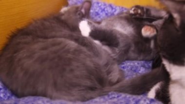 a two playing gray kitten and big cat