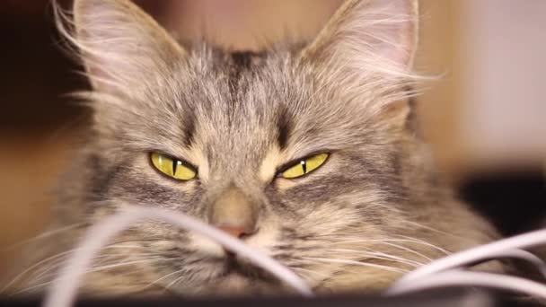 Een Grijze Kat Met Grote Gele Ogen Zitten Aan Behuizing — Stockvideo