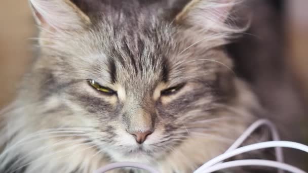 Grå Katt Med Stora Gula Ögon Sitter Vid Dator System — Stockvideo
