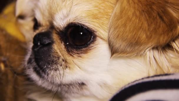 Крупним Планом Обличчя Дорослої Пекінської Собаки — стокове відео