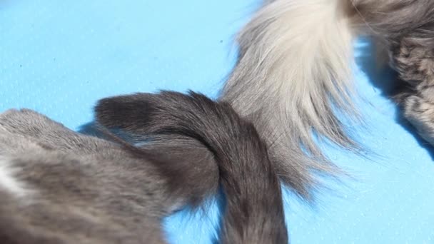 Two Cat Tails Touch React Each Other — Stockvideo