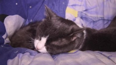 Büyük gri beyaz bir erkek kedi, gri bir kediyi yalıyor.