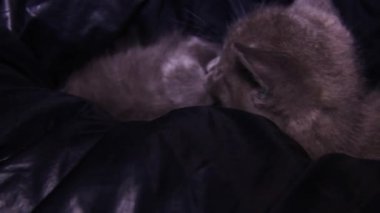 Başka bir kedi yavrusuyla oynayan şirin, küçük, gri bir kedi yavrusunun yakın çekimi.