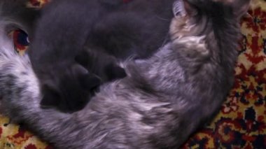 İki küçük gri kedi yavrusu anne sütünü emer.
