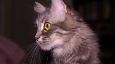 Küçük gri bir kedi yavrusu anne sütünü emer.