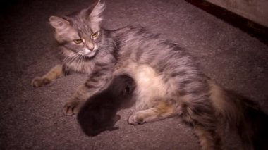 Küçük gri bir kedi yavrusu anne sütünü emer.