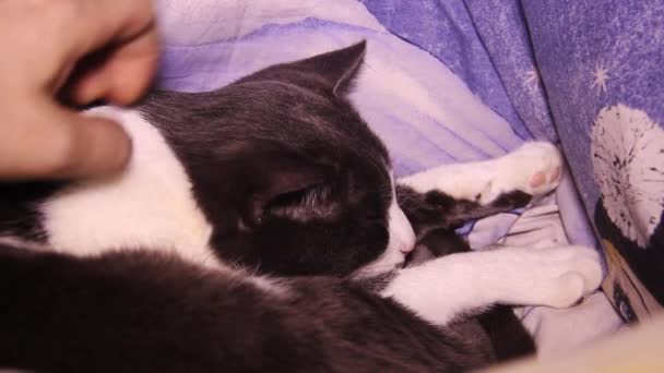 Human Hand Stroking Sleeping Big Grey White Cat — 비디오