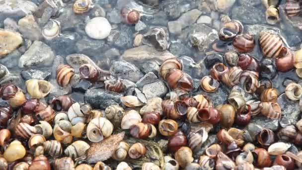 Many Shells Snail Water River Beach — стоковое видео