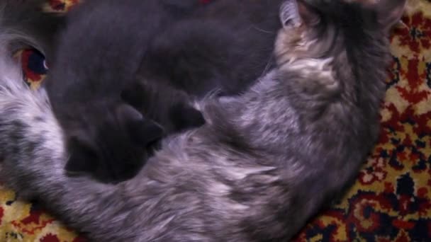 Дві Маленькі Сірі Кошенята Смокчуть Материнське Молоко Грудей — стокове відео