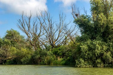 a riverside landscape of Danube delta wide reeds and trees, Odessa region, Ukraine