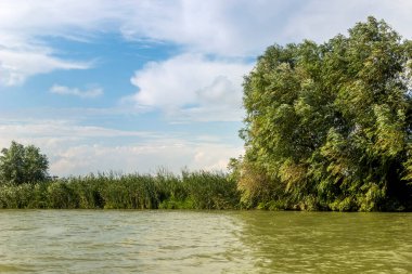 a riverside landscape of Danube delta wide reeds and trees, Odessa region, Ukraine