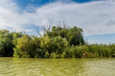 a riverside landscape of Danube delta wide reeds and trees, Odessa region, Ukraine